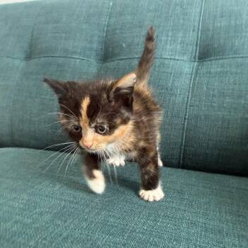 Lisa -  Domestic Short Hair Cat for Adoption in West Palm Beach, Florida - Lisa | PetCurious