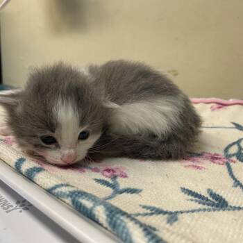 Ravioli -  Domestic Medium Hair Cat for Adoption in Pasadena, California - Ravioli | PetCurious