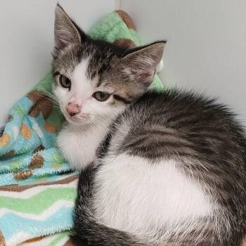 Posey -  Domestic Short Hair Cat for Adoption in Oakland, California - Posey | PetCurious