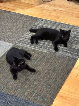 Cardi -  Domestic Short Hair Cat for Adoption in Pitman, New Jersey - Cardi | PetCurious