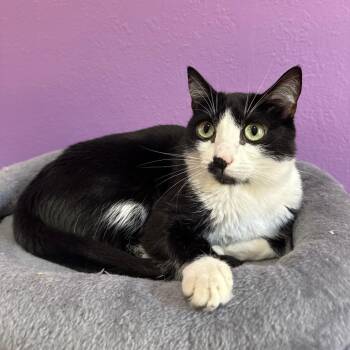 Domestic Short Hair Cats Available for Adoption in Los Angeles, California - Shamrock | PetCurious