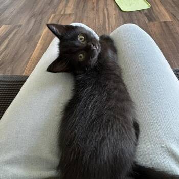 Athena -  Domestic Short Hair Cat for Adoption in Belleville, Illinois - Athena | PetCurious