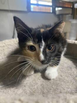 DJ -  Calico Cat for Adoption in Cleveland, Ohio - DJ | PetCurious