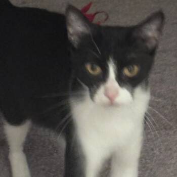 Molly -  Domestic Short Hair Cat for Adoption in Liverpool, Texas - Molly | PetCurious