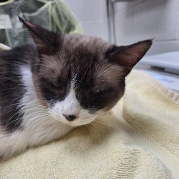 Siamese Cats Available for Adoption in Murray, Utah - Zora | PetCurious