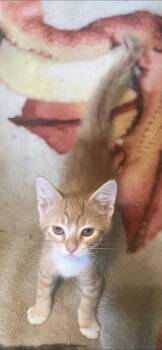 Honey Bee -  Domestic Short Hair Cat for Adoption in Columbus, Minnesota - Honey Bee | PetCurious