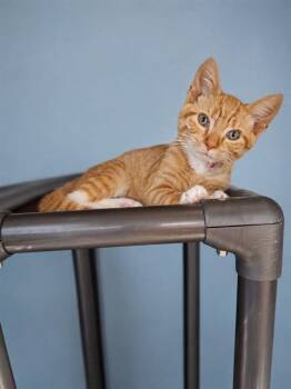ARCHIE -  Domestic Short Hair Cat for Adoption in Westminster, Maryland - ARCHIE | PetCurious