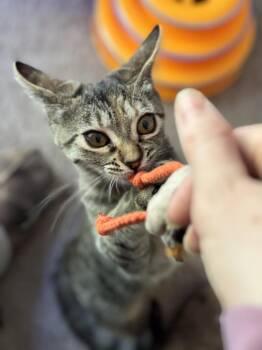 Tabby Cats Available for Adoption - Ella | PetCurious