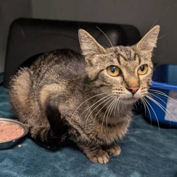 Pasilla -  Domestic Short Hair Cat for Adoption in Independence, Kansas - Pasilla | PetCurious