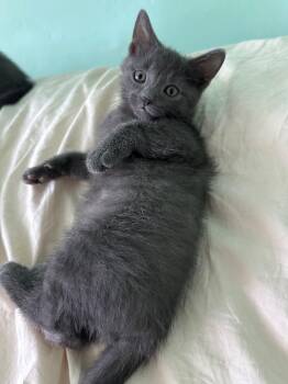 Radler -  Domestic Short Hair Cat for Adoption in Trenton, New Jersey - Radler | PetCurious