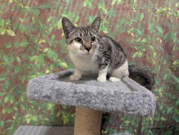 Rescue Domestic Short Hair Cats for Adoption in Medford Lakes, New Jersey - Chipmunk | PetCurious