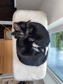 Opie -  Domestic Short Hair Cat for Adoption in Dallas, Texas - Opie | PetCurious