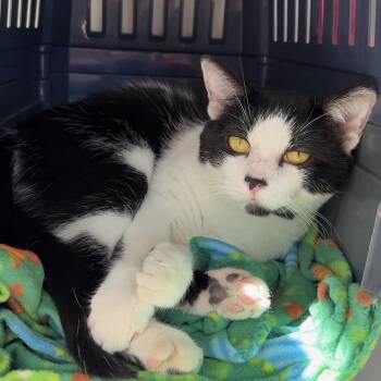 Inkblot -  Domestic Short Hair Cat for Adoption in Oconto, Wisconsin - Inkblot | PetCurious
