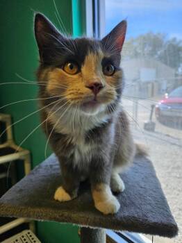 Wicked -  Domestic Medium Hair Cat for Adoption in Morgantown, Kentucky - Wicked | PetCurious