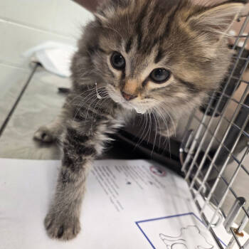 Rescue Domestic Short Hair Cats for Adoption in Chattanooga, Tennessee - Toshiba | PetCurious