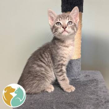 Plink -  Domestic Short Hair Cat for Adoption in Toledo, Ohio - Plink | PetCurious