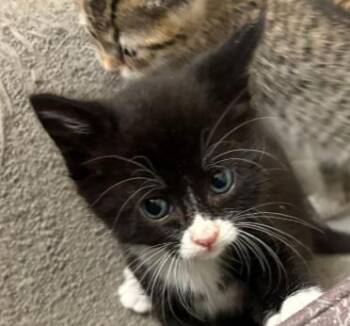Domestic Short Hair Cats Available for Adoption in San Jose, California - Carly (bonded W/ Sarge) | PetCurious