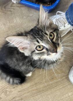 Rescue Domestic Long Hair Cats for Adoption in Wantage, New Jersey - Jonah | PetCurious