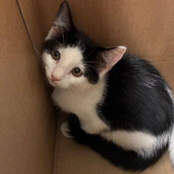 Cowbert -  Domestic Short Hair Cat for Adoption in Norman, Oklahoma - Cowbert | PetCurious