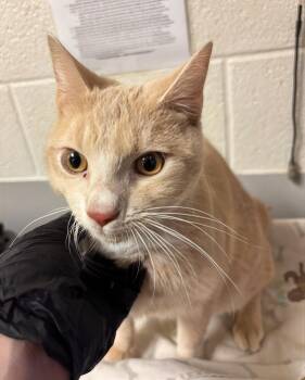 Gabe -  Domestic Short Hair Cat for Adoption in Nashville, Tennessee - Gabe | PetCurious