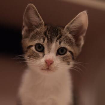 Chili Flakes -  Domestic Short Hair Cat for Adoption in Philadelphia, Pennsylvania - Chili Flakes | PetCurious