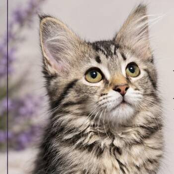 Nemu -  Domestic Long Hair Cat for Adoption in Quincy, Ohio - Nemu | PetCurious