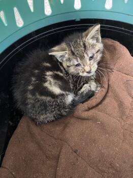 Almond -  American Shorthair Cat for Adoption in Van Wert, Ohio - Almond | PetCurious