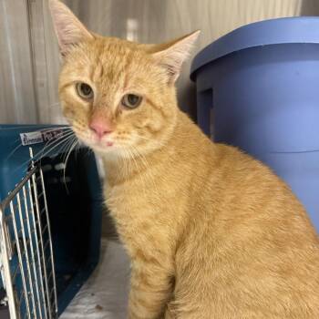 Ricochet-C -  Domestic Short Hair Cat for Adoption in East St. Louis, Illinois - Ricochet-C | PetCurious