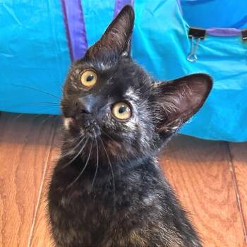 Tuna -  Domestic Short Hair Cat for Adoption in Cumming, Georgia - Tuna | PetCurious