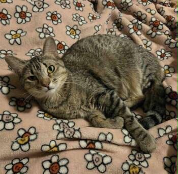 Rescue Domestic Short Hair Cats for Adoption in Mansfield, Texas - Jemima | PetCurious