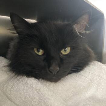 Evanescence -  Domestic Medium Hair Cat for Adoption in Chicago, Illinois - Evanescence | PetCurious
