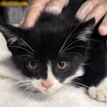 Chamberlain -  Domestic Short Hair Cat for Adoption in Newark, New Jersey - Chamberlain | PetCurious