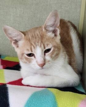 Rescue Domestic Short Hair Cats for Adoption in Tyler, Texas - Lincoln-7275 | PetCurious