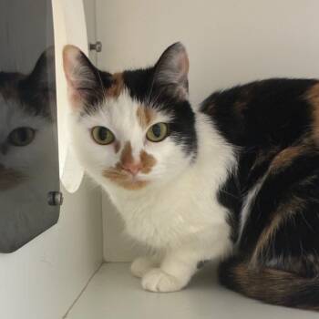 Tali -  Domestic Short Hair Cat for Adoption in Uniontown, Pennsylvania - Tali | PetCurious