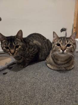 Penelope & Pippa -  Domestic Short Hair Cat for Adoption in Spencerville, Ontario - Penelope & Pippa | PetCurious