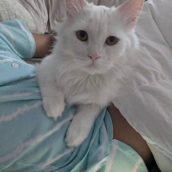 Snow Carly -  Turkish Angora and Persian Cat for Adoption in Brampton, Ontario - Snow Carly | PetCurious