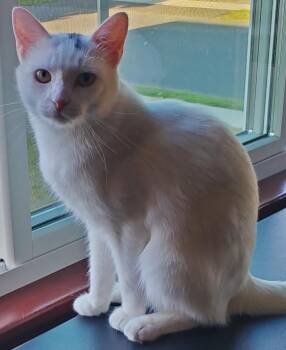 Thor -  Turkish Van and Domestic Short Hair Cat for Adoption - Thor | PetCurious