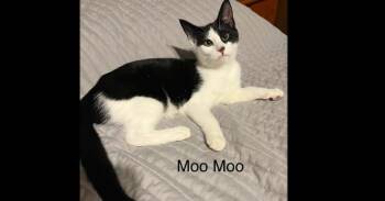 Moo Moo -  Domestic Short Hair Cat for Adoption in Groveland, Massachusetts - Moo Moo | PetCurious