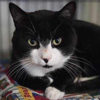Domestic Short Hair Cats Available for Adoption in Pittsford, Vermont - Ham | PetCurious