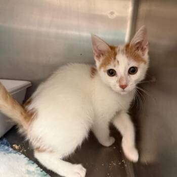 Pom Pom -  Domestic Short Hair Cat for Adoption in Lakeland, Florida - Pom Pom | PetCurious