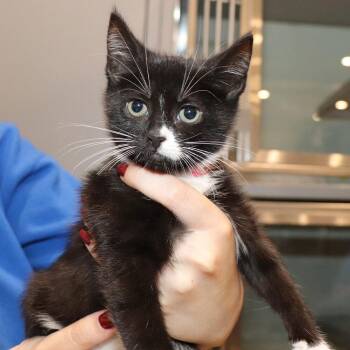 Momo -  Domestic Short Hair Cat for Adoption in Port Washington, New York - Momo | PetCurious
