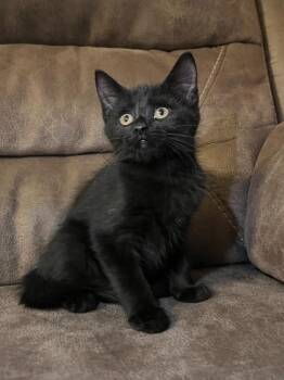Coral -  Domestic Short Hair Cat for Adoption in Rochester, Indiana - Coral | PetCurious