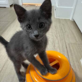 Bear 26-06-132 -  Domestic Short Hair Cat for Adoption in Bastrop, Texas - Bear 26-06-132 | PetCurious