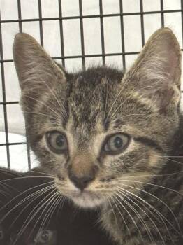 PICKLE -  Domestic Short Hair Cat for Adoption in Fort Lauderdale, Florida - PICKLE | PetCurious