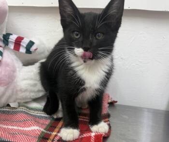 Adam -  Domestic Short Hair Cat for Adoption in Sonora, California - Adam | PetCurious