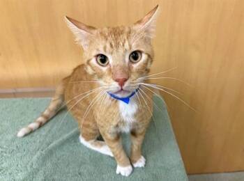 Domestic Short Hair Cats Available for Adoption in Brentwood, Missouri - PEACHES | PetCurious