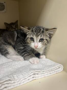 Texas -  Domestic Short Hair Cat for Adoption in Lancaster, Pennsylvania - Texas | PetCurious