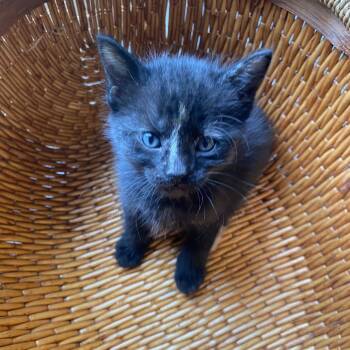 Molly -  Domestic Short Hair Cat for Adoption in Columbia, Missouri - Molly | PetCurious