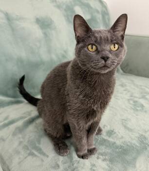 Domestic Short Hair and Russian Blue Cats Available for Adoption in Long Beach, New York - Dove. | PetCurious