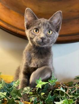 Sasha -  Domestic Short Hair Cat for Adoption in Taylor, Michigan - Sasha | PetCurious